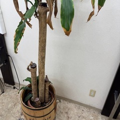 観葉植物の画像