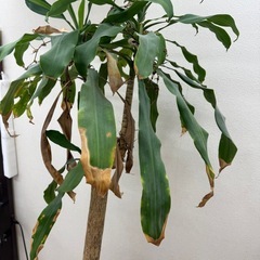 観葉植物の画像