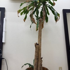 観葉植物の画像