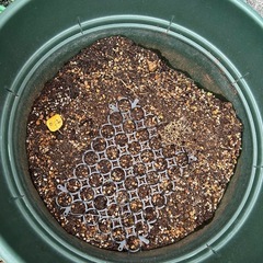 植木鉢★譲りますの画像