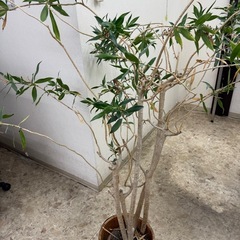 観葉植物の画像