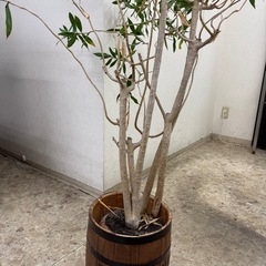 観葉植物の画像