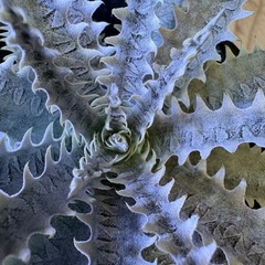 観葉植物　ディッキア　Dyckiaの画像