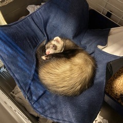 フェレット　里親　セーブル　女の子　一歳