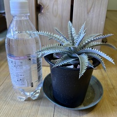 観葉植物　ディッキア　Dyckiaの画像