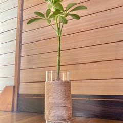 観葉植物　カポックとガラス製鉢カバーの画像