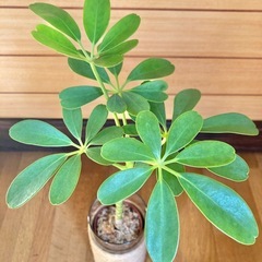 観葉植物　カポックとガラス製鉢カバーの画像