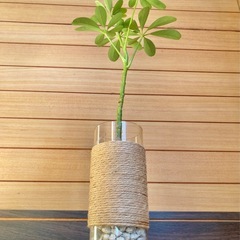観葉植物　カポックとガラス製鉢カバーの画像
