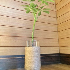 観葉植物　カポックとガラス製鉢カバーの画像