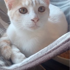 薄い茶白の男の子　いっちゃん