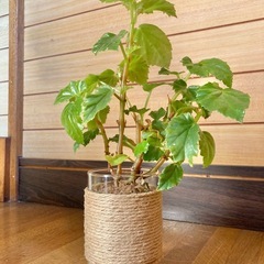 観葉植物　ベゴニアとガラス製鉢カバーの画像