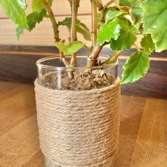 観葉植物　ベゴニアとガラス製鉢カバーの画像