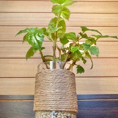 観葉植物　ベゴニアとガラス製鉢カバーの画像