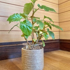 観葉植物　ベゴニアとガラス製鉢カバーの画像