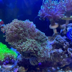 サンゴ　海水魚の画像
