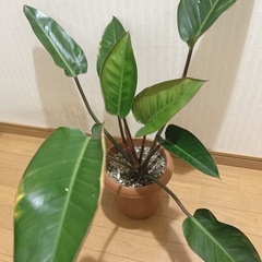 フィロデンドロン ロジョコンゴ  観葉植物の画像