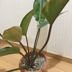 フィロデンドロン ロジョコンゴ  観葉植物の画像