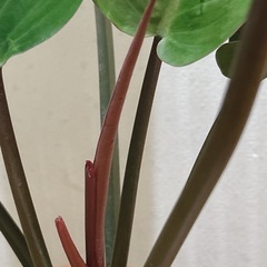 フィロデンドロン ロジョコンゴ  観葉植物の画像