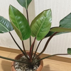 フィロデンドロン ロジョコンゴ  観葉植物の画像