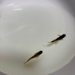 メダカの画像