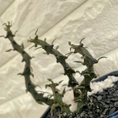 セロペギア・ボッセリ龍仕立て／そのまま飾れる陶器鉢の画像