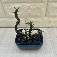 セロペギア・ボッセリ龍仕立て／そのまま飾れる陶器鉢の画像