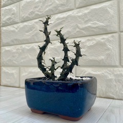 セロペギア・ボッセリ龍仕立て／そのまま飾れる陶器鉢の画像