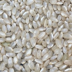 令和7 玄米 10kg　あけぼの　アケボノ　
の画像