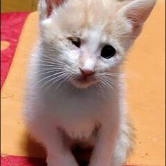 ボクは、元気印の男の子です