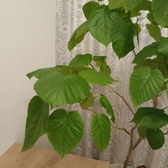 160センチ　観葉植物　ウンベラータ　9号　大型の画像