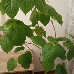 160センチ　観葉植物　ウンベラータ　9号　大型の画像