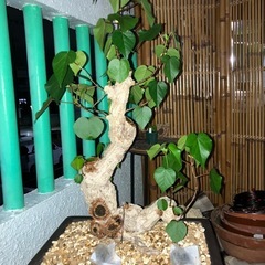 オオハマボウ　ユウナ　盆栽　塊根の画像