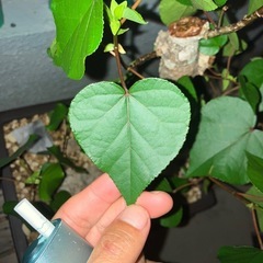 オオハマボウ　ユウナ　盆栽　塊根の画像