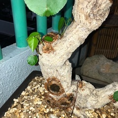 オオハマボウ　ユウナ　盆栽　塊根の画像