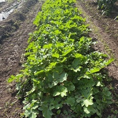 ミニ大根の画像