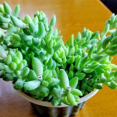 多肉植物　玉つづりの画像