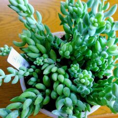 多肉植物　玉つづりの画像
