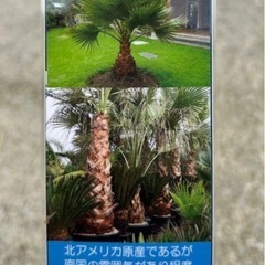 ヤシの木 パームやし ワシントンコロニアルの画像