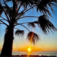 ヤシの木 パームやし ワシントンコロニアルの画像