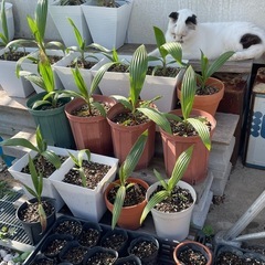 ヤシの木 パームやし ワシントンコロニアルの画像