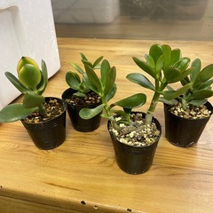 多肉植物の画像