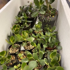 多肉植物の画像