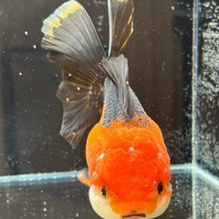 ★決まりました★【明日14日お引き取り限定価格】　タイ産トリカラーオランダ約12センチの画像