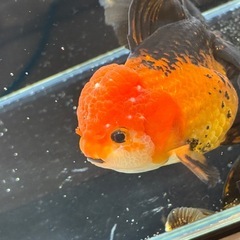 ★決まりました★【明日14日お引き取り限定価格】　タイ産トリカラーオランダ約12センチの画像