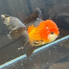 ★決まりました★【明日14日お引き取り限定価格】　タイ産トリカラーオランダ約12センチの画像