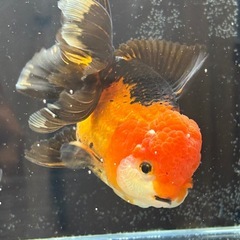 ★決まりました★【明日14日お引き取り限定価格】　タイ産トリカラーオランダ約12センチの画像