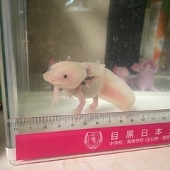 ウーパールーパー リューシの画像