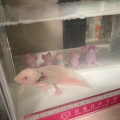 ウーパールーパー リューシの画像