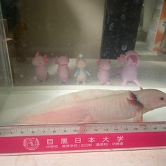 ウーパールーパー リューシの画像