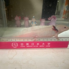 ウーパールーパー リューシの画像